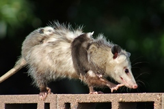 Didelphis virginiana