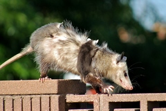 Didelphis virginiana