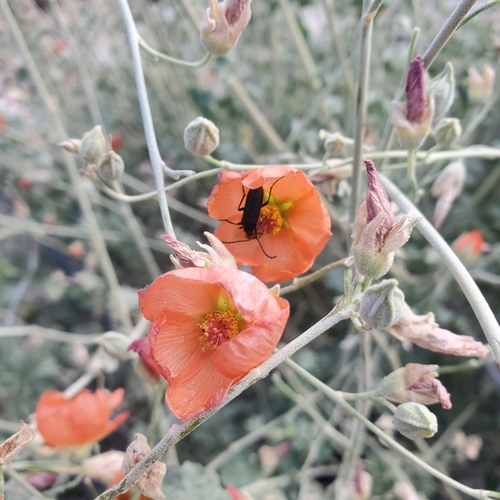 iNaturalist observation photo of Red-eared Blister Beetle