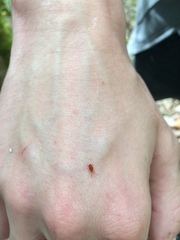 Trombidium holosericeum