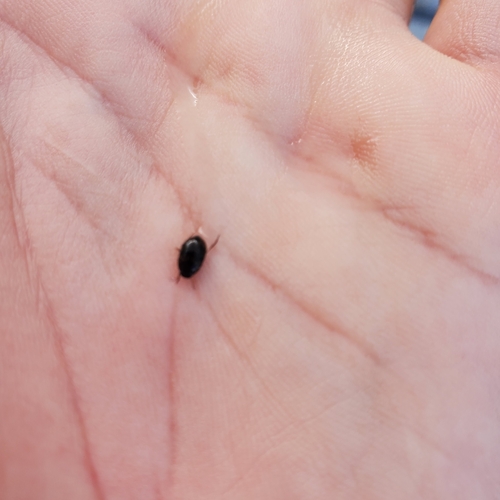 iNaturalist observation photo of Beetles