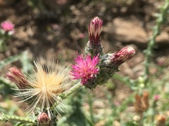 Carduus argentatus