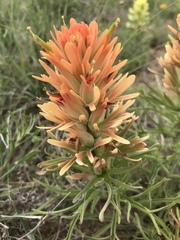 Castilleja lindheimeri