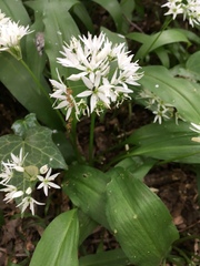 Allium ursinum