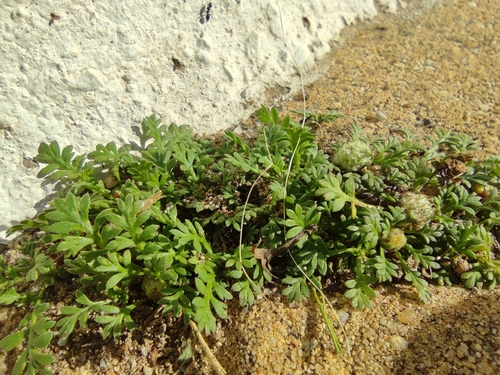 Image of Soliva stolonifera by (c) Santiago Martín-Bravo, some rights reserved (CC BY)