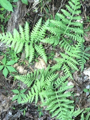 Phegopteris
