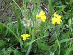 Lotus corniculatus corniculatus