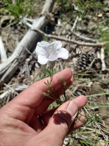 Image of Nierembergia linariifolia by (c) Roderick Cameron, some rights reserved (CC BY)