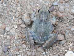 Phrynobatrachus acridoides