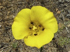 Calochortus clavatus