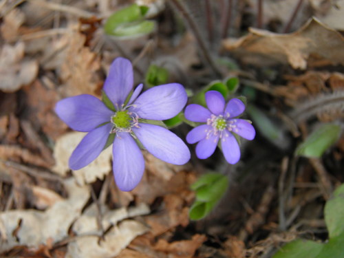 Triskiautė žibuoklė