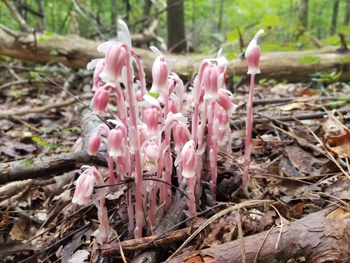 Monotropa uniflora iNat (3)