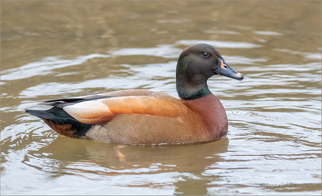 Typical Shelducks × Mallards, Teals, Pintails and Allies