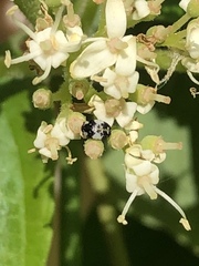 Anthrenus thoracicus