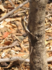 Sceloporus siniferus