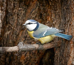 Eurasian Blue Tit photo 5
