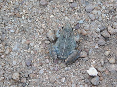 Phrynobatrachus acridoides