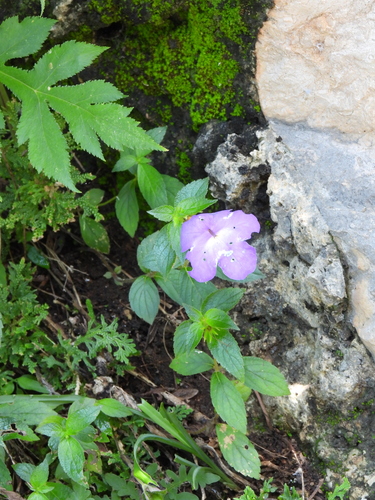 Achimenes longiflora, photograph 3