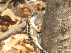 Sceloporus siniferus