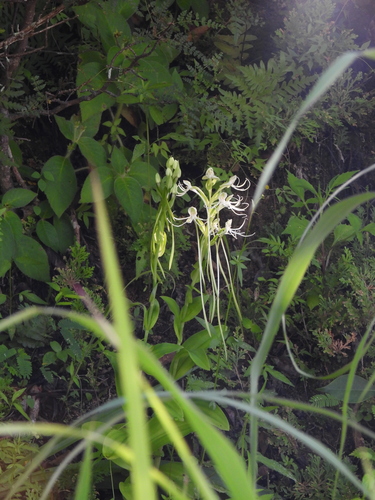 long-horned rein orchid (Habenaria macroceratitis)