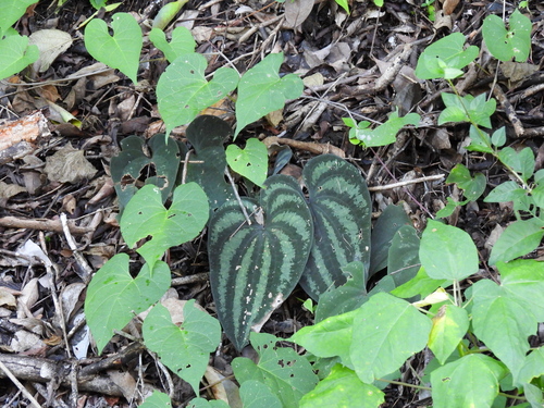 Dioscorea cyanisticta (Dioscorea cyanisticta)