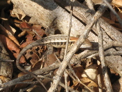 Sceloporus siniferus