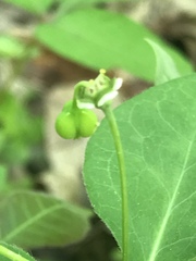 Euphorbia mercurialina