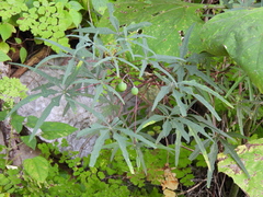 Manihot rhomboidea