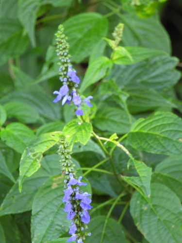 Salvia connivens