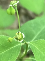 Euphorbia mercurialina