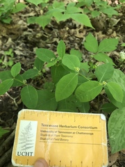 Euphorbia mercurialina