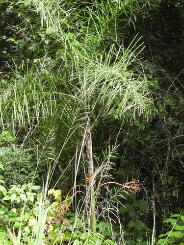 Glaucous parlour palm (Chamaedorea glaucifolia)