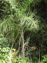 Chamaedorea glaucifolia