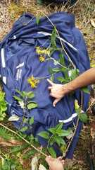 Asteraceae