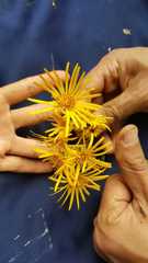 Asteraceae