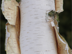 Betula utilis jacquemontii