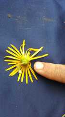 Asteraceae
