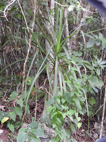 Beaucarnea goldmanii (Beaucarnea goldmanii)