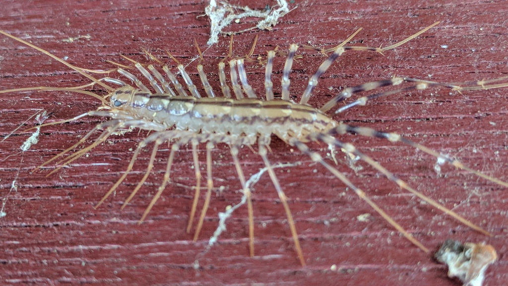 House Centipede from Domaine Saint-Antonin, Rte de Vauvenargues, 13490 ...