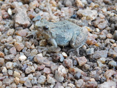 Phrynobatrachus acridoides