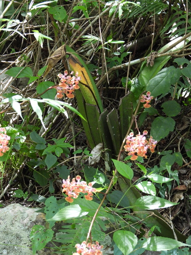 Trichocentrum andreanum, photograph 6