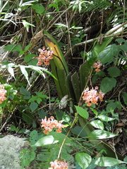 Trichocentrum andreanum, photograph (c) Liliana Ramírez-Freire, some rights reserved (CC BY)