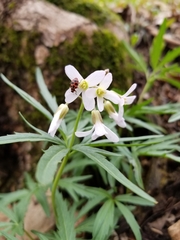 Cardamine concatenata