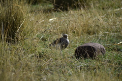 Vanellus resplendens