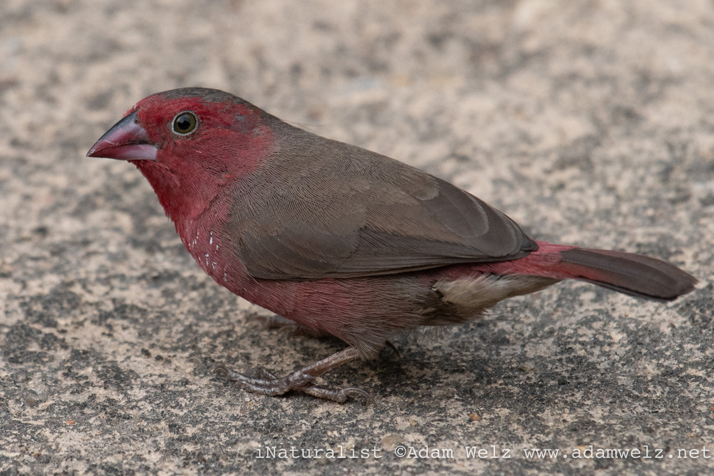 Bar-breasted Firefinch (Lagonosticta rufopicta) photo