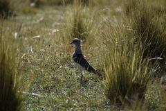 Vanellus resplendens