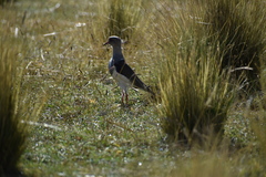 Vanellus chilensis chilensis