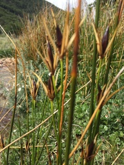 Marsippospermum grandiflorum