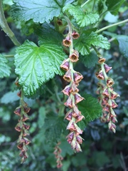 Nothofagus betuloides