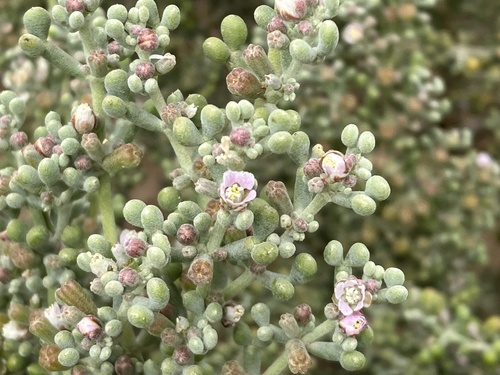 Tetraena gaetula